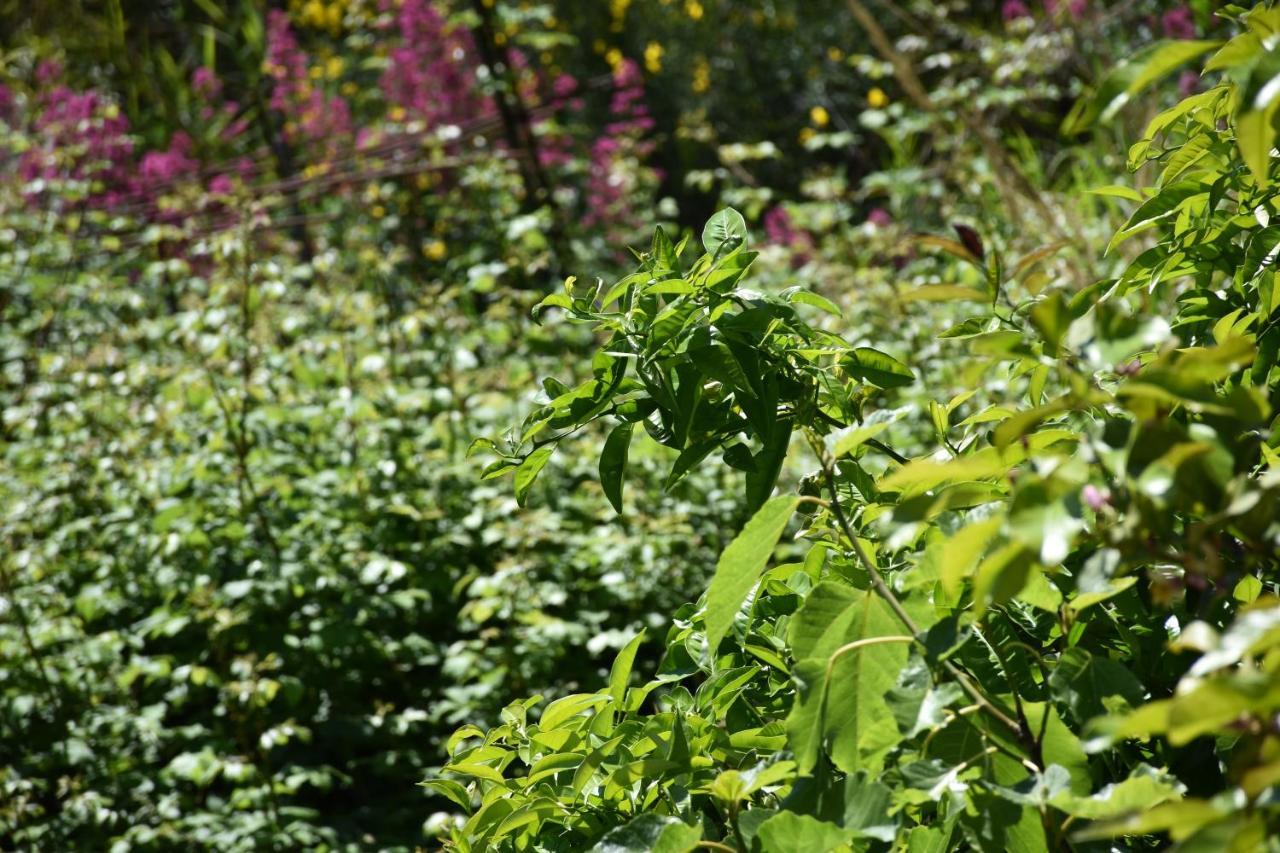 B&B Nel Verde Montesano sulla Marcellana Екстер'єр фото